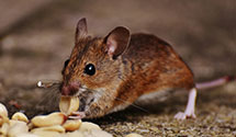 24 Hour & Emergency Exterminators in Ashburn, VA